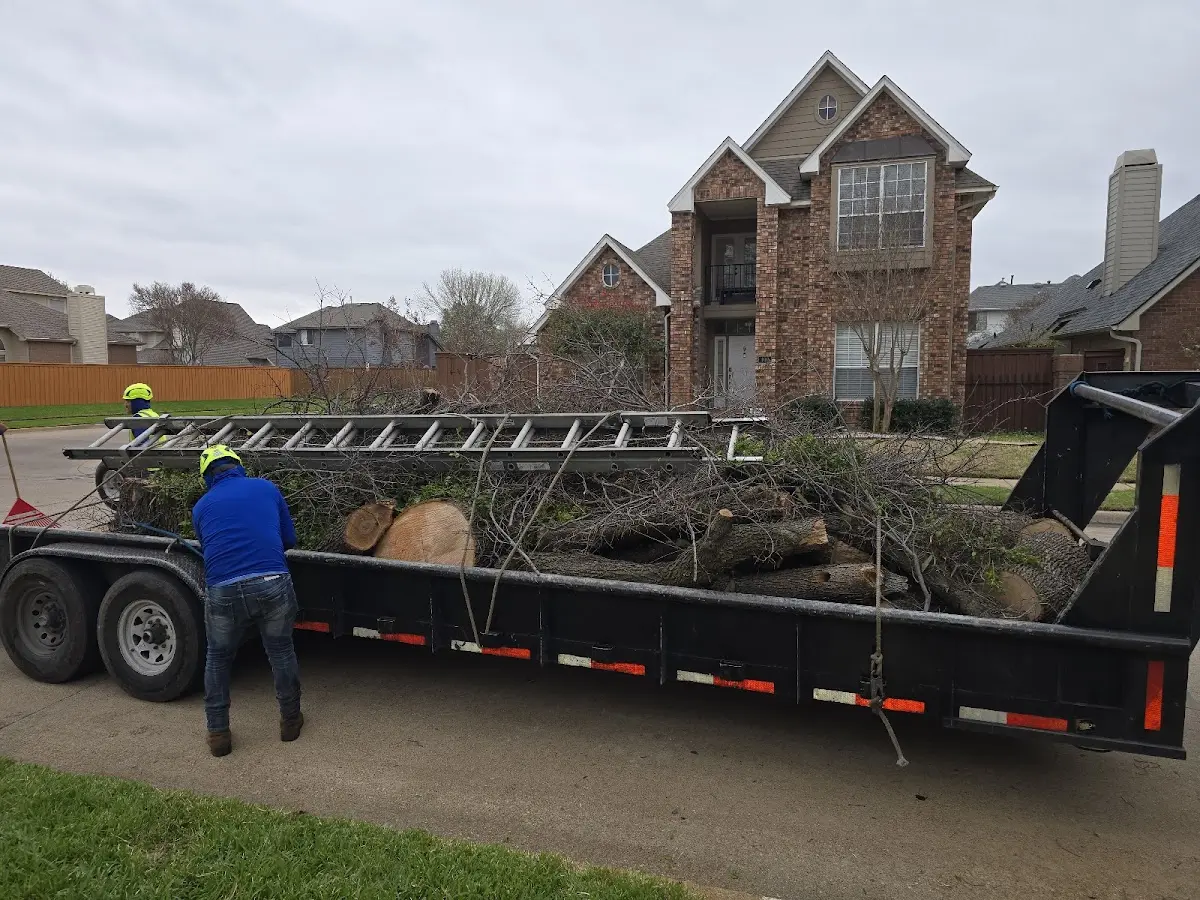 Expert Tree Pest Control with proper safety equipment in Millwood